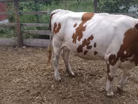 Vacă, Swiss cattle — foto 2