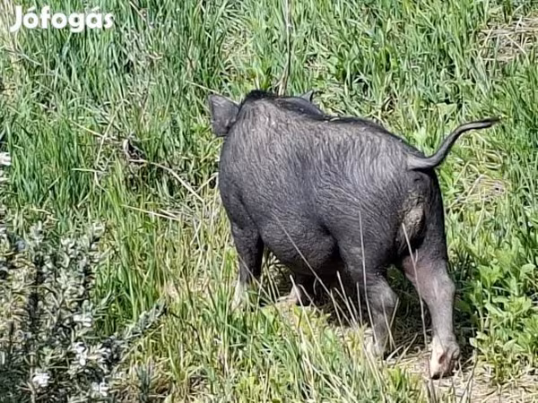 Cinghiale, Вьетнамская вислобрюхая