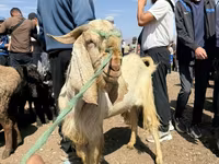 Ziegenbock, Damask goat — Foto 3
