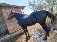 Hengst, Kyrgyz Horse — Foto 5