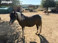 Cavalla, Cavalli — foto 6