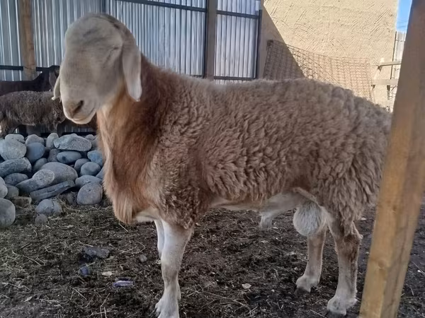 Κριός, Arashan sheep