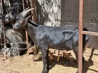 แพะตัวผู้, Alpine goat — รูปภาพ 7