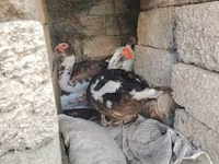 Ducks — عکس 6
