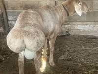 Овен, Edilbay sheep — снимка 2