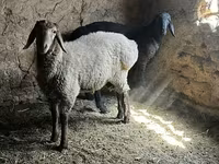 मेढ़ा, Rhon sheep — फ़ोटो 2