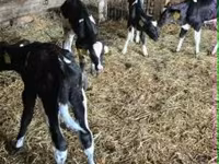 วัวตัวผู้, Russian Black pied cattle — รูปภาพ 3