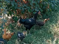Chickens — عکس 5