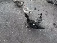 Ducks — 사진 1
