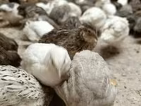 Quails — ছবি 2