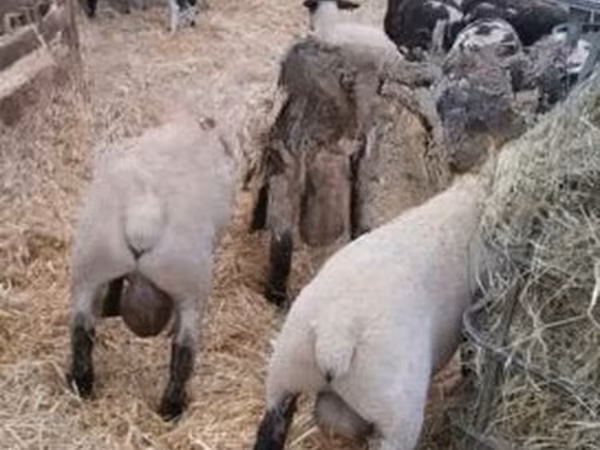 قوچ, White Suffolk sheep