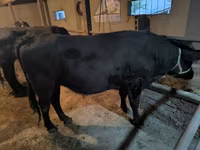 Toro, Bovini — foto 4