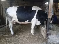 วัวตัวเมีย, Russian Black pied cattle — รูปภาพ 8