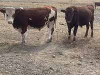 Lembu jantan, Kazakh White-headed cow — foto 1