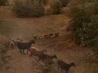 Kambing betina, Hissar sheep — foto 4