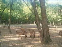 Caprone, Capre — foto 5