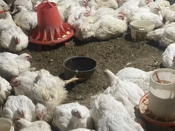 Chickens