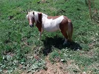ঘোটকী, Australian Pony — ছবি 4