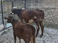 Koe, Simmental cattle — foto 5