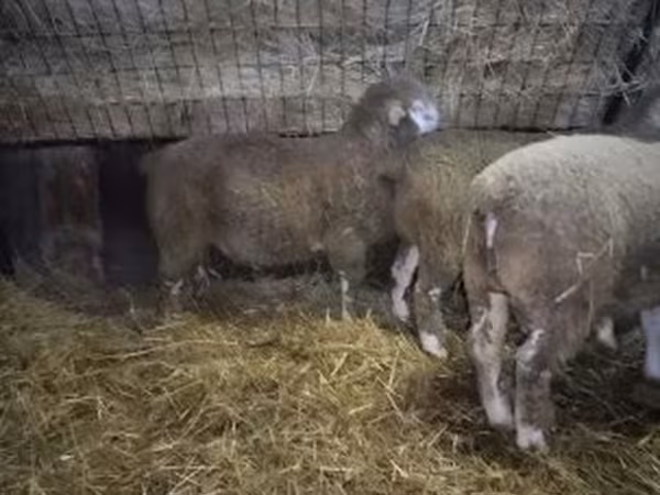 قوچ, Ile-de-France sheep