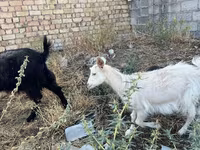 بز ماده, بز — عکس 2