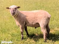 Widder, Shroshire sheep — Foto 2
