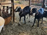 Capră, Nubian Goat — foto 4