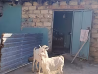 بز ماده, Saanen goat — عکس 1