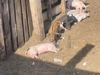 Scroafă, Porci — foto 2