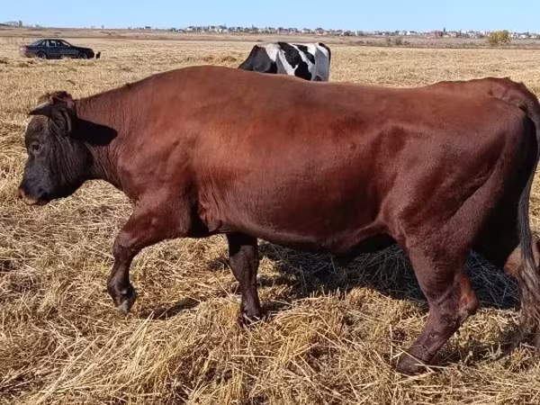 Býk, Skot