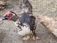 domácí kachna pižmová — foto 1