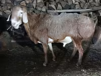 Berbec, Arashan sheep — foto 3