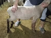 Ram, Hissar sheep — foto 7