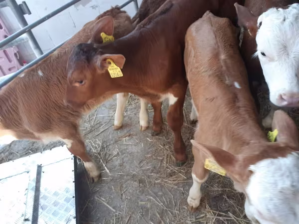 Toro, Simmental cattle