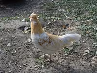 Chickens — 사진 2