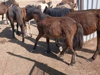 Faras dhaddig, Horses — sawirka 1