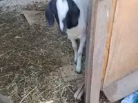 Коза, Nubian Goat — фото 1
