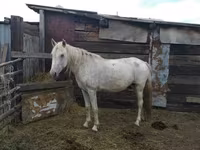 Kuda betina, Horses — foto 1