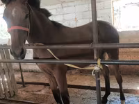 Klisna, Thoroughbred horse — foto 2