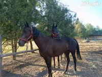 암말, Akhal-Teke — 사진 3