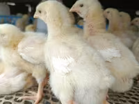 Chickens — foto 3