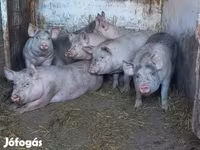 Säue, Schweine — Foto 6