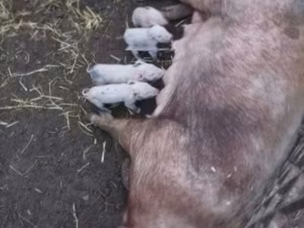 Sow, Pigs — Hungary