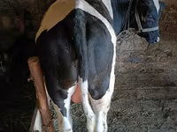 Toro, Russian Black pied cattle — foto 1