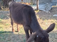 Banteng, Cattle — foto 2