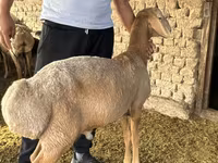 Cừu đực, Arashan sheep — ảnh 2