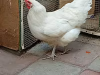 Australorp — sawirka 6