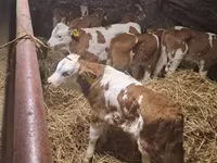 Cattle (batch, sex not specified), Simmental cattle — photo 1