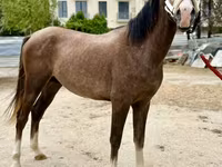 اسب نر, Arabian horse — عکس 2