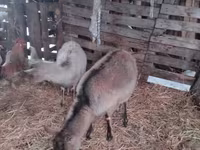 Koza, Nubian Goat — foto 2